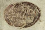 Two Apatokephalus Trilobites With Asaphellus - Fezouata Formation #209717-3
